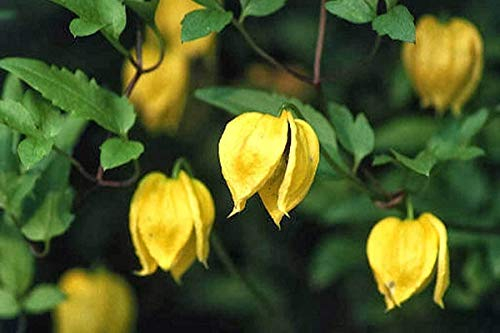 Clematis Tangutica | Old Mans Beard | Russo Virgins Bower | 20_Seeds