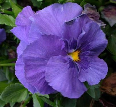 Aachondra Nuovi semi di fiori viola del pensiero blu freschi da 20 pezzi