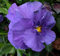 Aachondra Nuovi semi di fiori viola del pensiero blu freschi da 20 pezzi