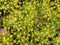 Seedville Anethum graveolens del ramo de hierba de eneldo, 2500 Semillas