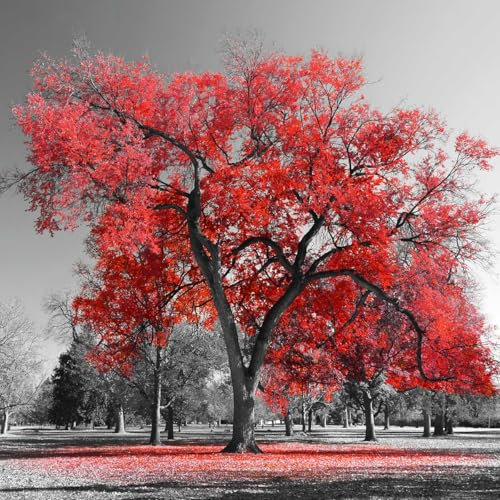 HXA DECO - Impression sur Toile, Decoration Murale, Tableau Deco Grand Arbre Rouge - 50x50 cm