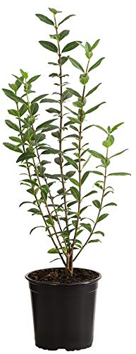 Dehner Wintergrüner Liguster Atrovirens, für 1-1.5 Meter Hecke, ca. 30-35 cm, 5 x 2 l Topf, Heckenpflanze