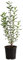 Dehner Wintergrüner Liguster Atrovirens, für 1-1.5 Meter Hecke, ca. 30-35 cm, 5 x 2 l Topf, Heckenpflanze