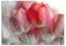 Pixxprint Glasbild, Wandbild aus Echtglas, Wunderschöne Tulpen, 100x70 cm, inkl. Aufhängung und Abstandshalter