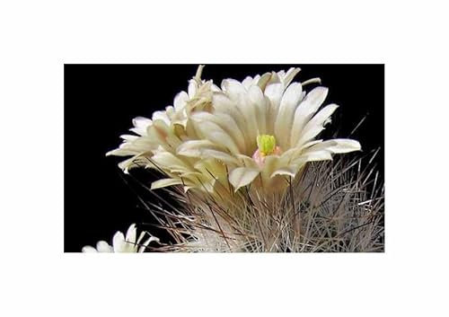 Stk - 10x Escobaria zilziana Mexikanischer Blüten Kaktus Pflanzen - Samen ID1739 - Seeds & Plants Shop by Ipsa