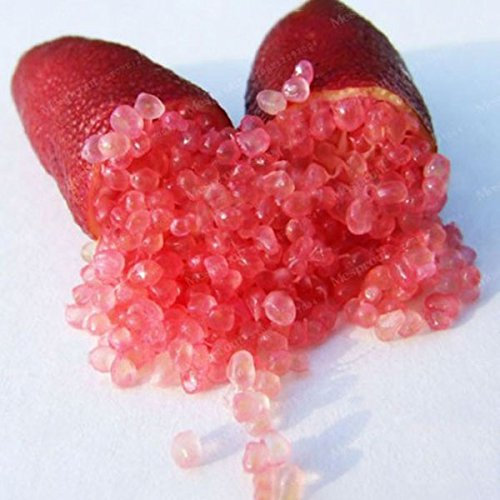 ® Rosso : Davitu 20 Pz/pacco Limes da dito Agrumi Semi di Arancio Giardino Balcone Bonsai Albero da frutto Semina - (Colore : Rosso)