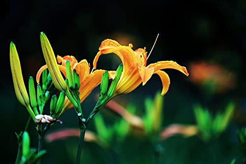 Hemerocallis,bulbi hemerocallis,daylily bulbi,Fiori facili da piantare,possono essere piantati in vaso o a terra