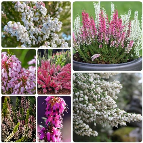Heidekraut, sträucher winterhart mehrjährig Erica carnea, Winterheide, balkonpflanzen winterharte für garten 250pcs