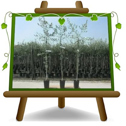 EURO PLANTS VIVAI Olivo Rosciola - Pianta da Frutto su Vaso da 15x15/ 20 cm Altezza Max 160~170 cm Età 3 Anni