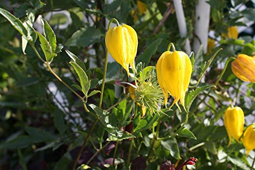 seedsown 5 Samen von Clematis Tangutica Goldene Clematis Samen