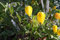 seedsown 5 Samen von Clematis Tangutica Goldene Clematis Samen