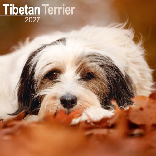 Tibetischer Terrier Kalender 2026 | Eckiger Hunderasse Wandkalender | 16 Monate | mit Organisationsaufklebern