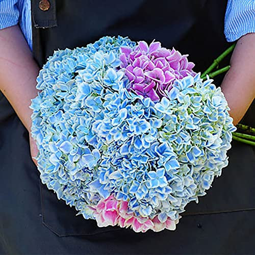 Haloppe 50Pcs Ortensia Fiori Piante Semi per la casa Giardino Piantare, Ortensia Pianta ornamentale Semi di fiori Giardino Cortile Patio Decorazione bonsai Blu