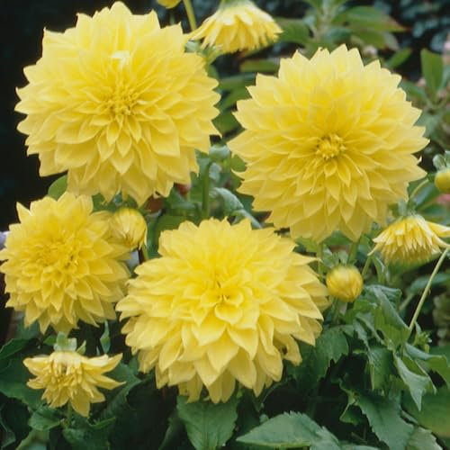 1 x Dahlia Dinnerplate Kelvin Floodlight – Giant Yellow Blooms – Creates Luminous Halos in Borders – Summer Flowering Bulb – Perennials – for Your Beautiful Garden