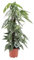 Efeutute - Epipremnum Cebu Blau - Zimmerpflanze - Ø17cm - 65cm
