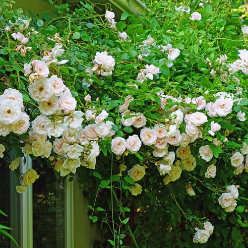 Kletterrose Rosa New Dawn – Zartrosa – Wenig Pflege – 2 Pflanzen – H11cm x 40cm – Duftende, widerstandsfähige Rosen für Garten & Terrasse