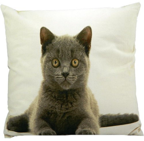 cushion canvas britisch kurzhaar katze