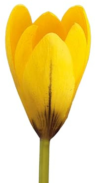 Krokussezwiebeln 50 x ’Yellow Mammouth’ – The Bulb Farmers - Frühjahr – in den Niederlanden gezüchtet - Krokusse Zwiebeln – Blumenzwiebeln