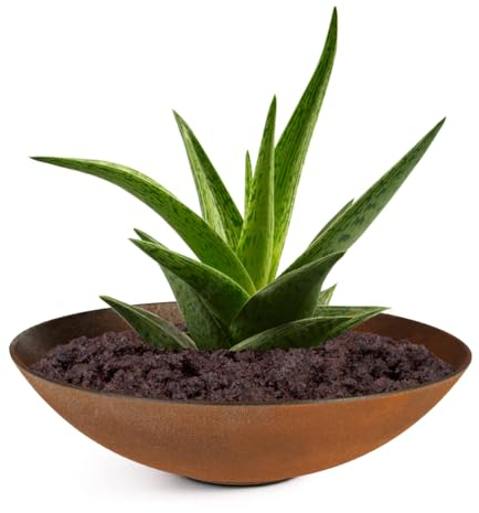 matches21 wetterfeste Pflanzschale für draussen - große Dekoschale in Rost Metall-Optik als Blumenschale - Flache Garten Schale in 28 cm für Blumen, Bonsai oder Friedhof Grab-Schmuck