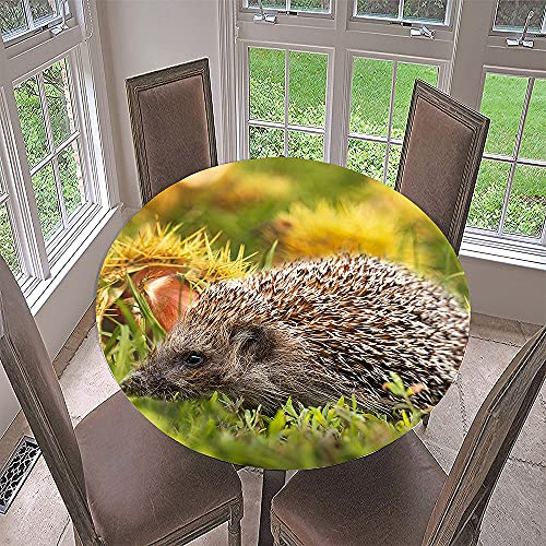 Morbuy Rund Tischdecke Elastisch, 3D Tierdruck Rund Tischdecken Wasserdicht Lotuseffekt Abwaschbar Abwischbar Tischtuch für Dekoration Küchentisch Garten Outdoor (Durchmesser 100cm,Igel)