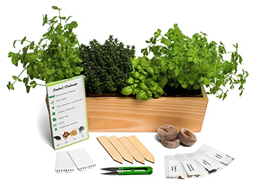 Huerto Urbano - Kit de Plantas Aromáticas Culinarias (Tomillo, Cilantro, Albahaca y Perejil) - Semillas Bio - No GMO - Hecho en España - Kit Completo para Cultivar Fácilmente tus Hierbas Frescas