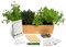 Huerto Urbano - Kit de Plantas Aromáticas Culinarias (Tomillo, Cilantro, Albahaca y Perejil) - Semillas Bio - No GMO - Hecho en España - Kit Completo para Cultivar Fácilmente tus Hierbas Frescas