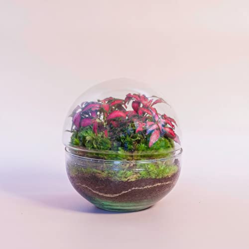 Mini Terrario de Plantas Naturales Jardín eterno en vidrio 10 x 7 cm Ecosistema autosostenible formado por Fittonia Roja Decoración para Casa o Regalo