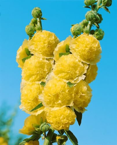 Alcea rosea 'Pleniflora Chaters' 9x9 cm Topf – Winterhart, Pflegeleicht – Stockrose – Beetpflanze für Garten & Rabatte