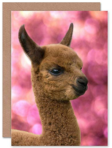Wee Blue Coo Süße Alpaka Lama Baby Tier Fotografie Weihnachtskarte
