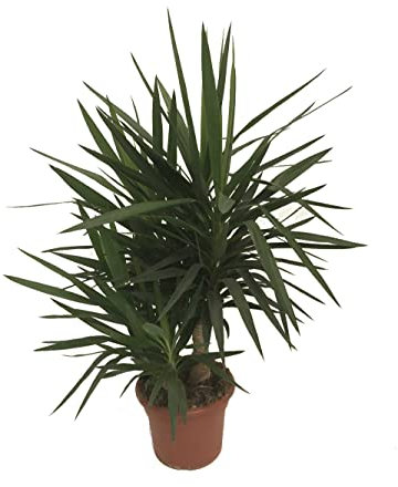 Yucca Elegans DECOALIVE Planta Natural de Más de 100cm de Altura Planta Yuca Exterior