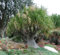 BEAUCARNEA RECURVATA 15 SEMI PIANTA MANGIAFUMO