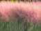 Rosa Haargras 10 Samen, Muhlenbergia,Ziergras, (Mulhy Grass)