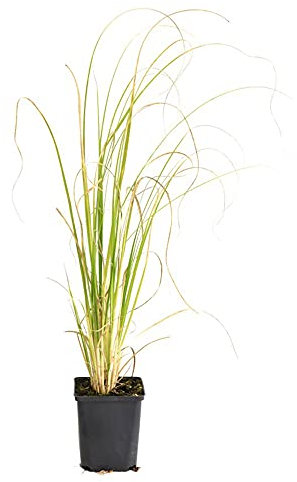 Suttons Pampas Grass White, Evergreen Plant, Large White Feathery Seed Heads, Elegant and Stylish, Cortaderia selloana White 1 x 1-Litre Potted Plant