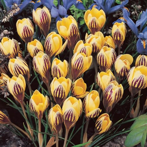 Lot de 10 Bulbes de Crocus - GIPSY GIRL - Jaune Violet calibre 5/7 - La Main Verte