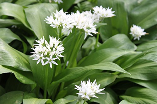 WASSERPFLANZEN WOLFF - Allium ursinum - Bärlauch, weiß - wilder Knoblauch - heimisch - winterhart - QUALITÄTSSTAUDE im 9er Topf