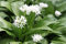 WASSERPFLANZEN WOLFF - Allium ursinum - Bärlauch, weiß - wilder Knoblauch - heimisch - winterhart - QUALITÄTSSTAUDE im 9er Topf