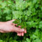Perejil para Huerto Urbano Planta Natural de Exterior e Interior