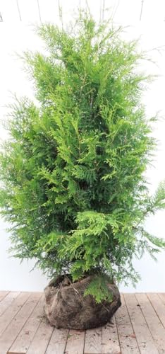 Thuja occidentalis 'Brabant' 175-200 cm - Lebensbaum, immergrün, ideal als Hecke, schnellwachsend, winterhart, pflegeleicht