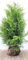 Thuja occidentalis 'Brabant' 175-200 cm - Lebensbaum, immergrün, ideal als Hecke, schnellwachsend, winterhart, pflegeleicht