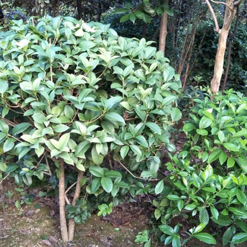6 pcs lorbeer pflanze samen, bodendecker winterhart, zimmerpflanze lorbeerbaum - Laurus nobilis - baumsamen, zimmerpflanzen pflanzen winterhart, samen winterhart exotische pflanzen