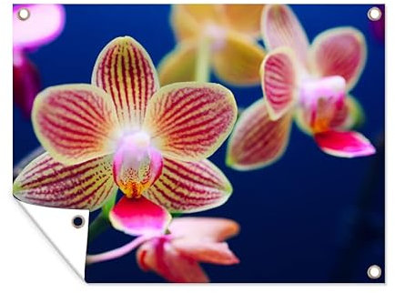 MuchoWow Outdoor-Poster Poster Wanddeko draußen Deko Garten Gartenposter 40x30 cm Von Orchidee