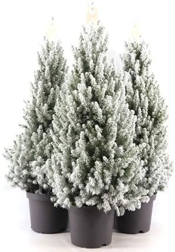 POWERS TO FLOWERS - ALBERO DI NATALE, PINETTO NATALIZIO, PINO CON NEVE, 3 PIANTE, ALTEZZA 40CM, VASO 14 CM diametro, piante vere