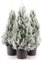 POWERS TO FLOWERS - ALBERO DI NATALE, PINETTO NATALIZIO, PINO CON NEVE, 3 PIANTE, ALTEZZA 40CM, VASO 14 CM diametro, piante vere