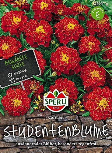 Studentenblume, Carmen