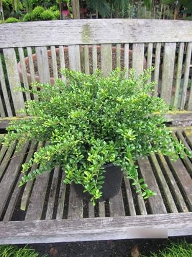 Ilex crenata Flacher Teller - japanischer Kriechilex Flacher Teller