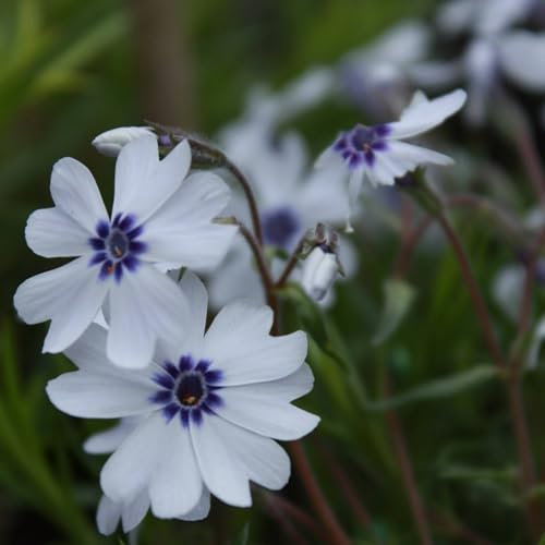 Pianta vera di Phlox subulata Bavaria - Diametro Vaso Ø 10 cm