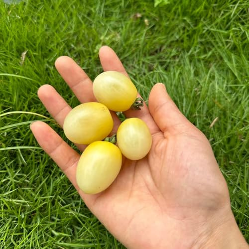 tomatensamen kaufen, bio bodendecker garten indoor bodendecker winterhart balkon 350pcs