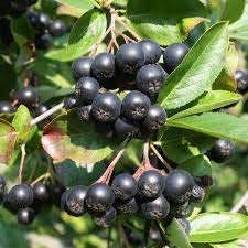 Nero Chokeberry Aronia melanocarpa 20,30,50,100 Seeds (20)