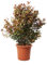 KENTIS - Photinia Fraseri Robusta Compacta - Piante Vere da Esterno Resistenti - Pianta da Siepe Ornamentale per Giardino - H 125-150 cm Vaso Ø 30 cm