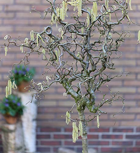Hochstamm Korkenzieher Hasel 80-100cm - Corylus avellana